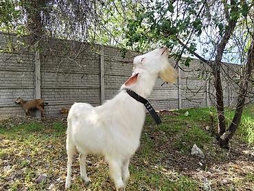 Козы, козлы: Продаю | Козёл (самец) | Зааненская | Для разведения | Племенные, Осеменитель — 8