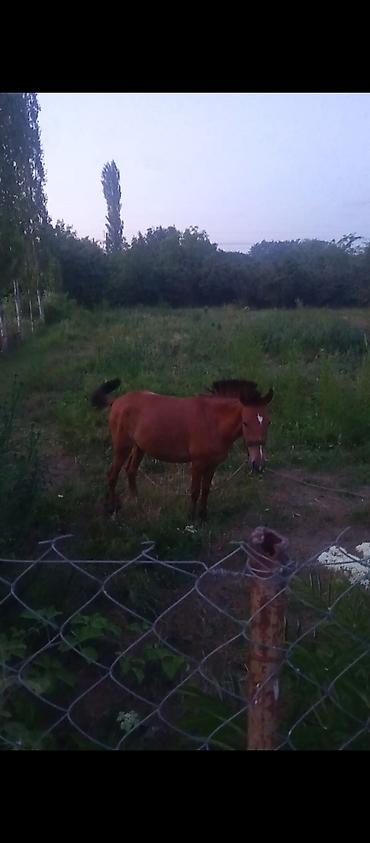 naxcivan heyvan elanlari: Qəhvəyi rəngli at/poney - Rəng: tünd qəhvəyi, alında ağ nişan - Növ — 2