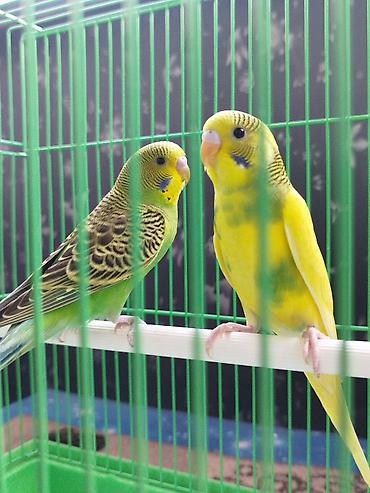 конный тур бишкек цена: Ассаламу алейкум Папугай пара 🦜 сатылат! Клеткасы+жеми менен Адрес — 1