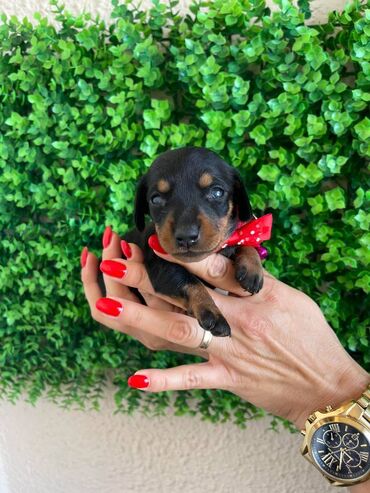 Psi: Odgajivacnica pasa "Happy Puppies" ima u ponudi prelepe stence mini — 7