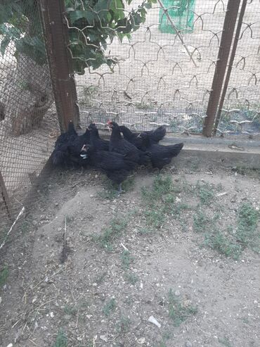 ineklerin qiymeti: Xoruz, Heyratı, il: <1, Ünvandan götürmə