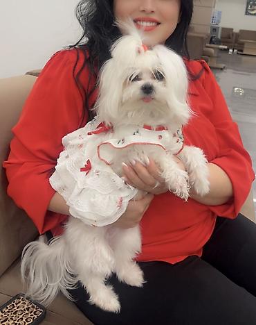 İtlər: Micro Malta Balonka.maksimum 2kq olur. Boyumeyen mınıatur Cıns ana — 10