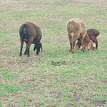 Баран, овца: Продаю | Овца (самка) | Арашан | Для разведения | Котные — 6