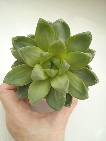 Otaq bitkiləri: Традесканция и др — 10