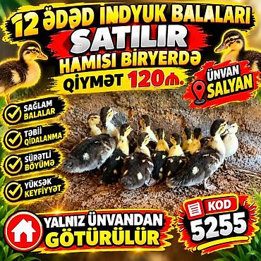 cücə satışı 2021: 12 ədəd indiyuk balası – hamısı birlikdə satılır. Xüsusiyyətlər: - — 1