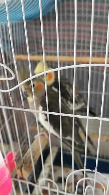 sultan tutuquşusu: - Növ: Nimfa tutuquşusu (cockatiel) - Say:1 – boz-ağ ləkəli rənglər — 1