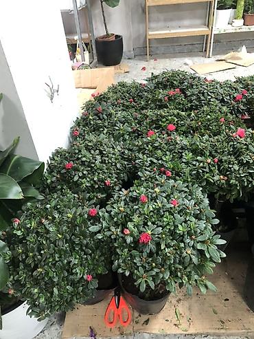 Букеты из живых цветов: Гортензии в декоративных пакетах-кофрах - Композиции из цветущих — 17