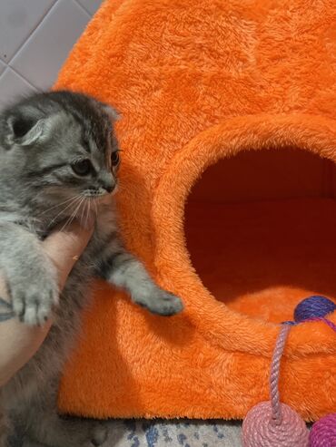 показы 1 354 72 договорная кошка даром британская короткошёрстная 1 год мальчик метис 2 позвонить написать: Скотиш Фолд (Шотландская вислоухая), 2 месяца, Девочка, Серебристая шиншилла, Приучена к лотку