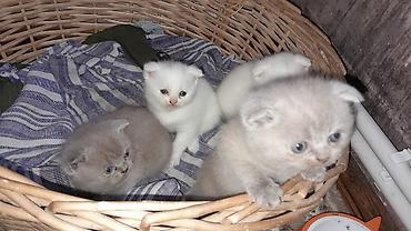 Pişiklər: Şotland — 1