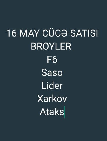 cuce: Toyuq cücələri, Ətlik