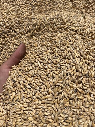 Зерновые культуры: Семена и саженцы Кукурузы, Ячменя, Пшеницы, Бесплатная доставка
