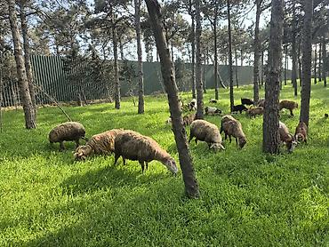 landşaft dizayn: Qoyun və Keçi Otarma Xidməti - Yaşıllıq sahələrinin, sənaye və — 9