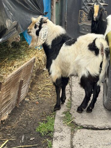 Козы, козлы: Продаю | Козёл (самец) | Битал | Для разведения — 10