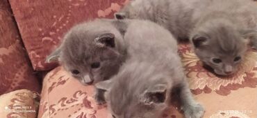 Pişiklər: Britan, Erkək, Dişi — 2