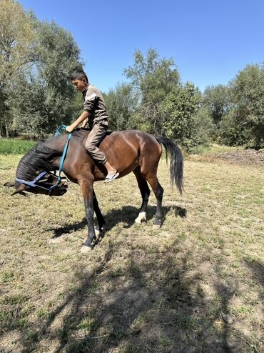 Лошади, кони: Продаю | Кобыла (самка) | Для разведения, Конный спорт — 3