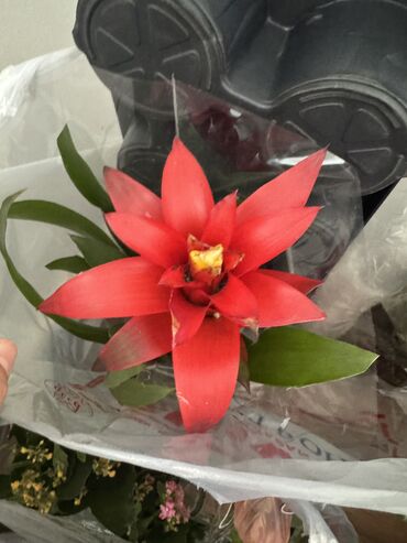 Другие комнатные растения: Гузмания абутилон оранжевый,каланхое розовый махровый,амазонская — 5