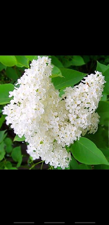 Сирень: Саженцы сирени белые и синие 150-250 сом также есть Сирийские розы — 2