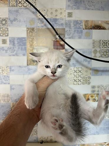 Отдам даром кошку: Котята домашние, пушистые, окрас дымчатый и колор‑пойнт (светлое тело — 8
