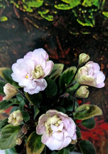 чуйкова исанова: Продаю цветущие фиалочки 🌿 🌺🌿 Цены200- 250 -300 сом.Оптовым