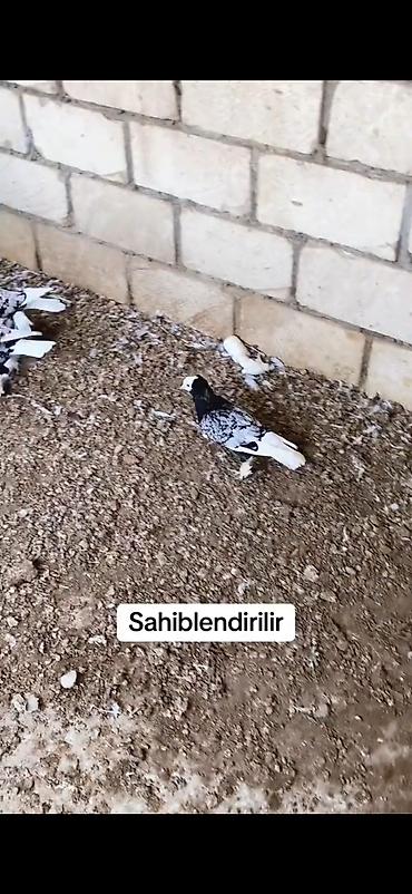 pavlin goyercin: Məhsul: Seçmə rəngli ev göyərçinləri (kumral/tünd-bej tonlarda) — 10