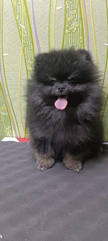 Продажа собак: Шпиц, 2 месяца, Самец, С прививкой — 6