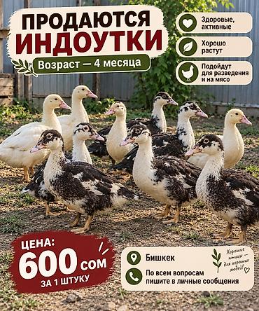 куры живые: Индоутки, возраст — 4 месяца. - Здоровые, активные птицы - Хорошо — 1