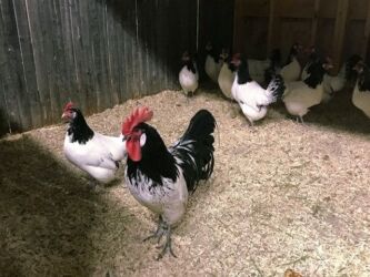 дома на продажу в бишкеке: Продам лакефельдер семья 2 петуха 12 кур! Цена за всех 35,000 сом