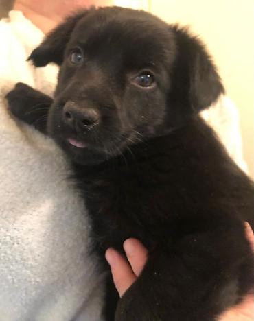 Продажа собак: 2 месяца, Самка — 3