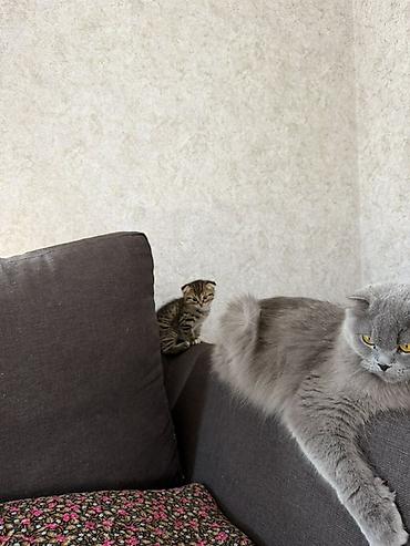 Мышыктар сатылат: Шотландский котёнок с вислоухими ушками (Scottish Fold). Окрас — табби — 1