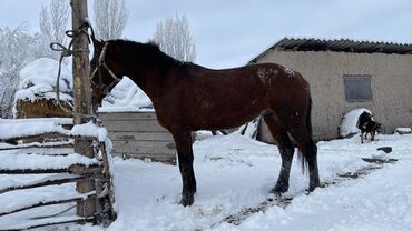 продажа лошадей в киргизии: Продаю | Конь (самец), Жеребец | Для разведения, Конный спорт | Племенные, Осеменитель, Мерин