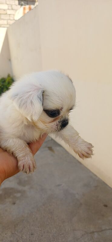 dovsan balasi satilir: Pekines, 1 ay, Erkek