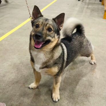 i̇tlər pitbul: 2 ay, Erkek, Peyvəndli, Ünvandan götürmə, Ödənişli çatdırılma, Rayonlara çatdırılma
