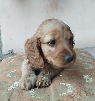 İtlər: Koker spaniyel, 1 ay, Erkek, Sənədli — 1