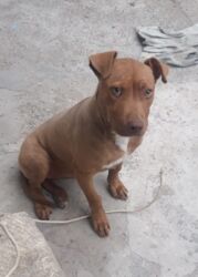 аксессуары для маленьких собак: Pitbul, 4 ay, Dişi, Peyvəndli, Ünvandan götürmə