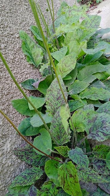 Другие декоративные деревья: Самшиты кусты формированныеесть небольшие 200-400,Виноград Вичи на — 4