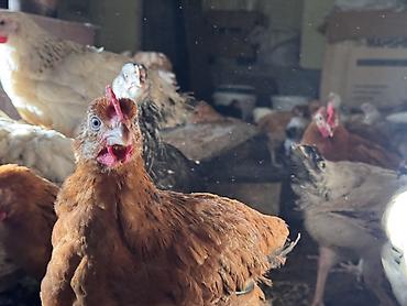 Cücələr: ŞƏKİ DAXİLİNDƏ çatdırılma mümkündür Yetişmiş heyvanlardır. Çəkisi — 1
