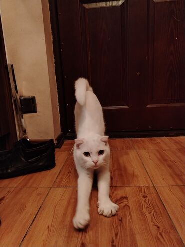 Pişiklər: Şotland yastı qulaq, Erkək, Yaxşı əllərə, Ünvandan götürmə — 7