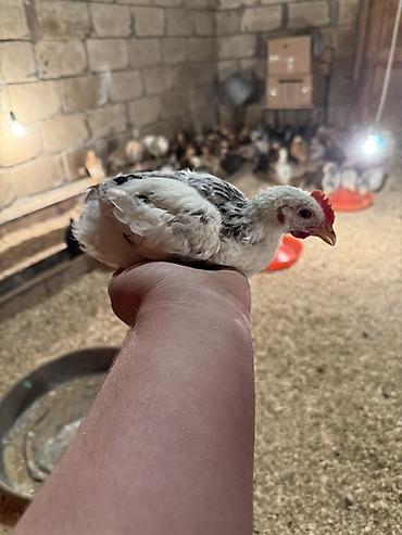 Cücələr: 45,50 günlük tam sağlam aktiv diribaş qarışığ kənd cücələri bütün — 20