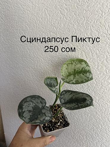 Декабристы: Укорененные черенки/отростки. Адрес 8 мкр — 9