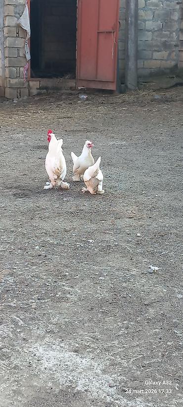 Toyuqlar: Toyuq, Damazlıq — 9