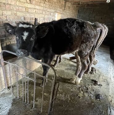 купить собаку ротвейлер: Сатам | Кунаажын | Бордоп семиртүү үчүн, Көбөйтүү үчүн, Сүт алуу үчүн