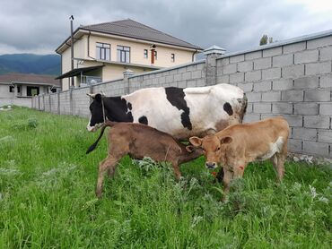 продаю корову с теленком: Продаю | Корова (самка), Музоо, торпок | Голштин | Для молока | После отела, Искусственник