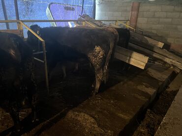 Коровы, быки: Продаю | Бык (самец) | На откорм — 6