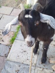 Gəmiricilər: Məhsul: Qara-ağ rəngli ev keçisi Xüsusiyyətlər: - İri, möhkəm bədən