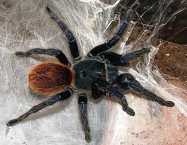 Террариумный сине-зелёный паук-птицеед Chromatopelma cyaneopubescens at lalafo.kg Террариумный сине-зелёный паук-птицеед Chromatopelma cyaneopubescens