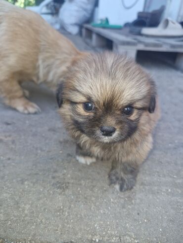 İnformatika: Pekines, 2 ay, Erkek