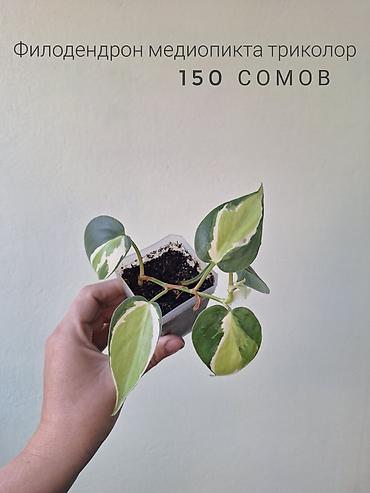 ремонт аквариума: 🌿 Комнатные растения/цветы (детки/молодые растения). 🪴 Названия и цены — 5