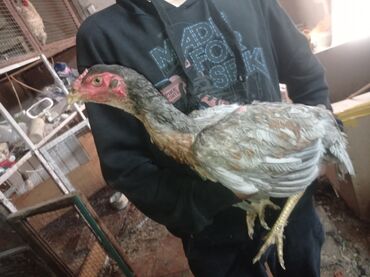 цыплята в бишкеке: Кореец Вьетнам токмок 1500