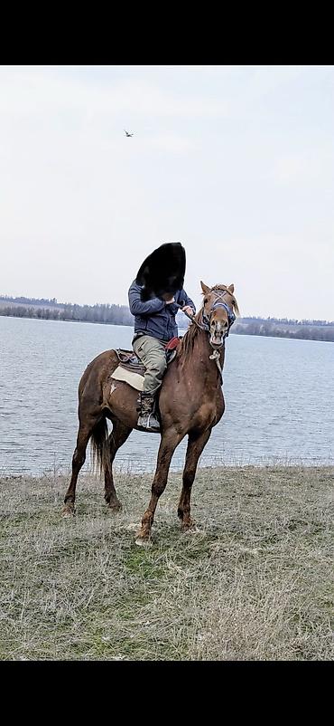 Продам с/х животных: Продаю | Жеребенок | Дончак | Конный спорт | Племенные — 2