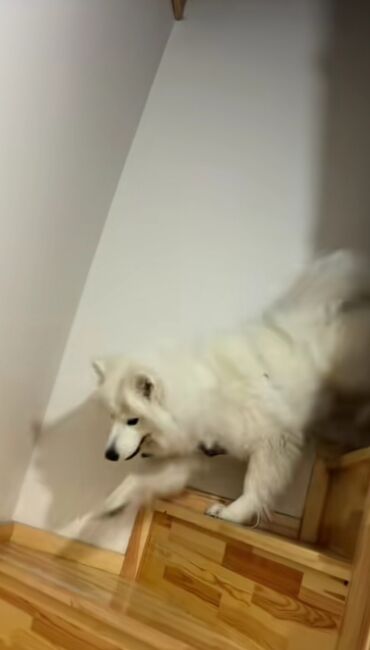 cau cau iti: Samoyed, 5 ay